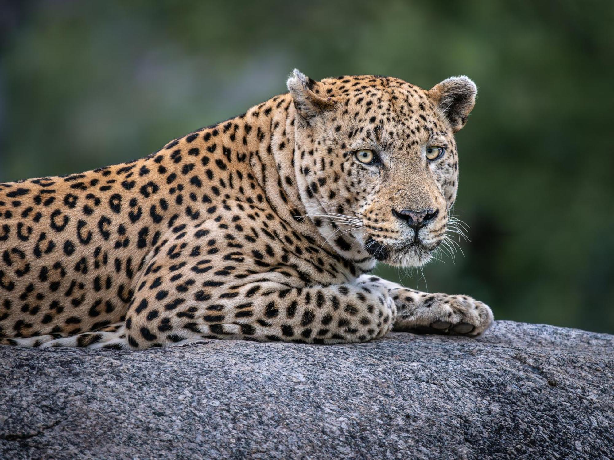 Nyati Safari Lodge Hoedspruit Dış mekan fotoğraf