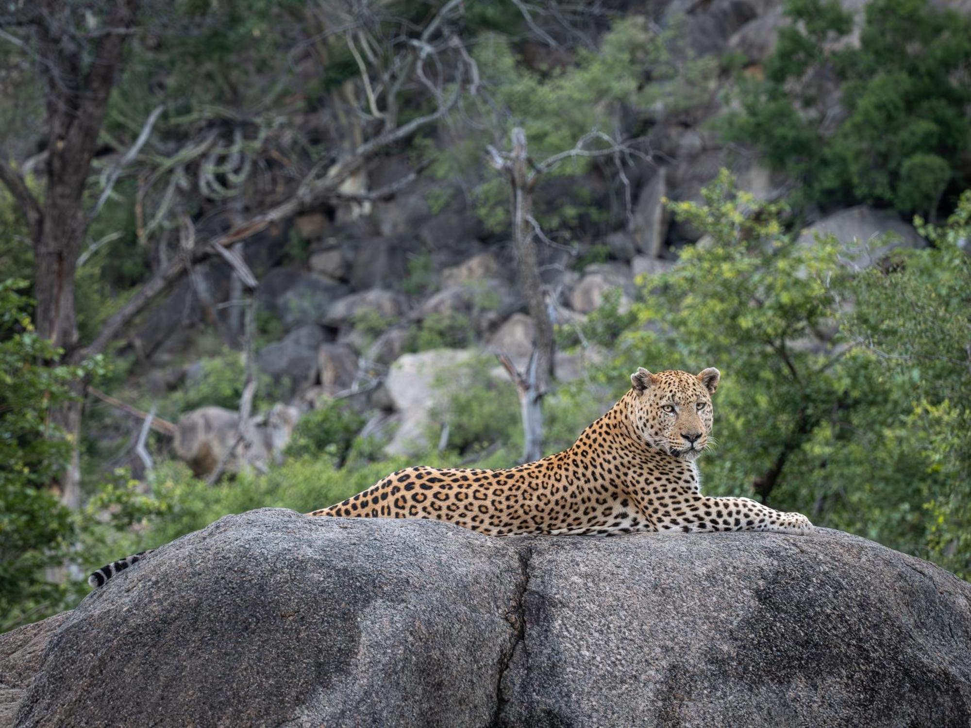 Nyati Safari Lodge Hoedspruit Dış mekan fotoğraf