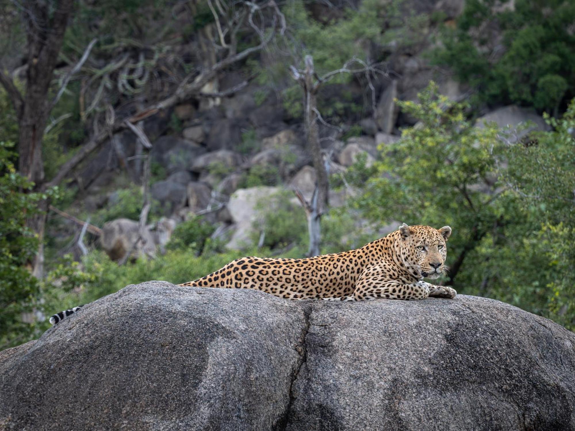 Nyati Safari Lodge Hoedspruit Dış mekan fotoğraf
