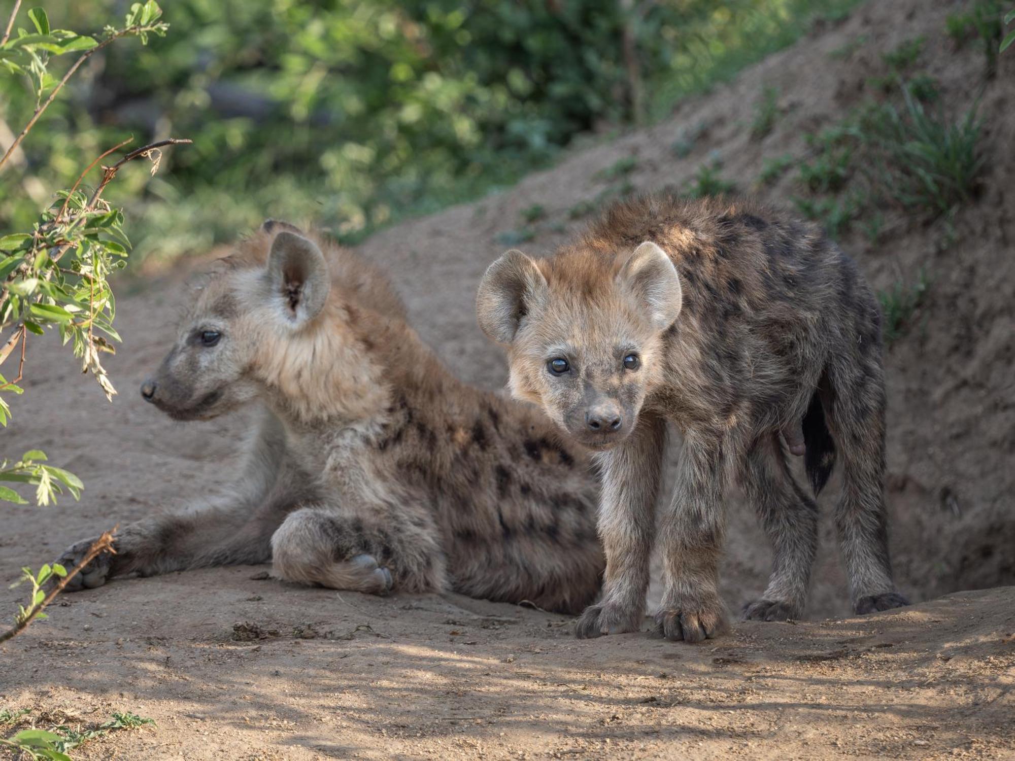 Nyati Safari Lodge Hoedspruit Dış mekan fotoğraf