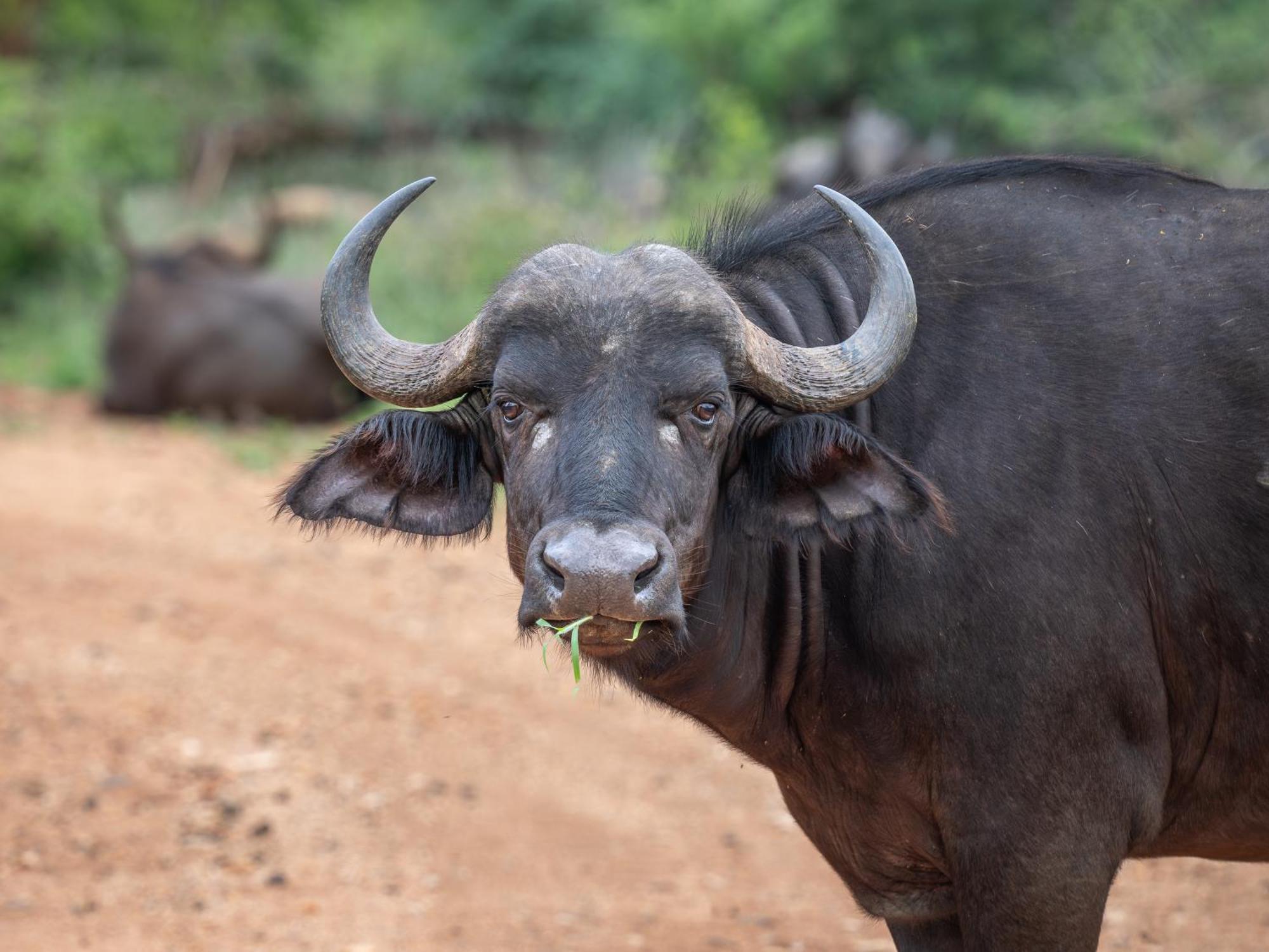 Nyati Safari Lodge Hoedspruit Dış mekan fotoğraf